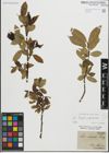Foto von Salix fragilis L. x Salix pentandra L.